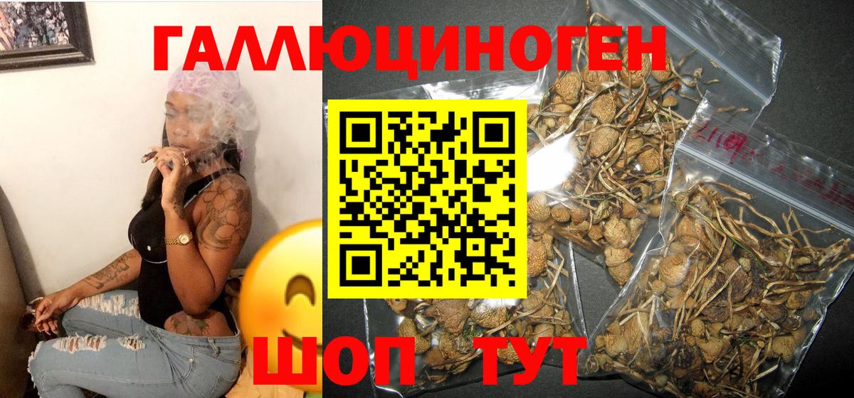 закладки  Вход с VPN  Новозыбков  Галлюциногенные грибы GOLDEN TEACHER 
